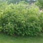 Purple-Flowering Raspberry, Rubus odoratus, Shrub Seeds (Fast, Edible, Showy)