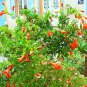Pomegranate, Punica granatum, Tree/Shrub Seeds (Fast, Edible, Showy)
