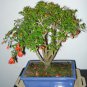 Pomegranate, Punica granatum, Tree/Shrub Seeds (Fast, Edible, Showy)