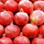 Pomegranate, Punica granatum, Tree/Shrub Seeds (Fast, Edible, Showy)