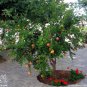 Pomegranate, Punica granatum, Tree/Shrub Seeds (Fast, Edible, Showy)
