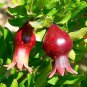 Pomegranate, Punica granatum, Tree/Shrub Seeds (Fast, Edible, Showy)