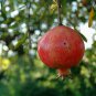 Pomegranate, Punica granatum, Tree/Shrub Seeds (Fast, Edible, Showy)