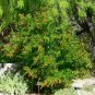 Pomegranate, Punica granatum, Tree/Shrub Seeds (Fast, Edible, Showy)