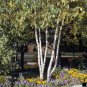 Japanese White Birch, Betula platyphylla japonica Whitespire, Tree Seeds (Fast)