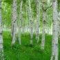 Japanese White Birch, Betula platyphylla japonica Whitespire, Tree Seeds (Fast)