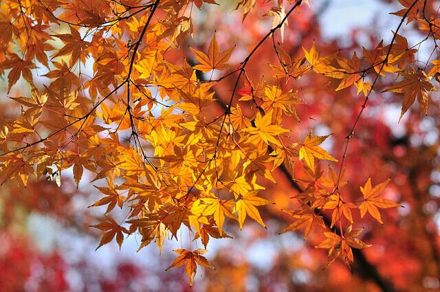 Painted Maple, Acer truncatum mono (Acer pictum), Tree Seeds (Showy Fall Color)