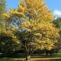 Painted Maple, Acer truncatum mono (Acer pictum), Tree Seeds (Showy Fall Color)