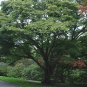 Painted Maple, Acer truncatum mono (Acer pictum), Tree Seeds (Showy Fall Color)