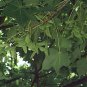 Painted Maple, Acer truncatum mono (Acer pictum), Tree Seeds (Showy Fall Color)