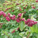 30 Coralberry, Symphoricarpos orbiculatus, Shrub Seeds (Hardy, Showy, Fall Color)