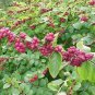 30 Coralberry, Symphoricarpos orbiculatus, Shrub Seeds (Hardy, Showy, Fall Color)