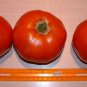 Tomato Seeds - Abe Lincoln, (Uniform, Deep Red, Smooth)