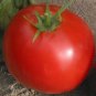 Tomato Seeds - Abe Lincoln, (Uniform, Deep Red, Smooth)