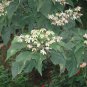 Harlequin Glorybower, Clerodendron trichotomum, Tree Seeds (Fragrant, Showy)