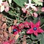 Harlequin Glorybower, Clerodendron trichotomum, Tree Seeds (Fragrant, Showy)