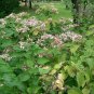 Harlequin Glorybower, Clerodendron trichotomum, Tree Seeds (Fragrant, Showy)