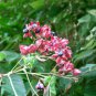 Harlequin Glorybower, Clerodendron trichotomum, Tree Seeds (Fragrant, Showy)