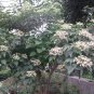 Harlequin Glorybower, Clerodendron trichotomum, Tree Seeds (Fragrant, Showy)