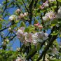 European Crab Apple, (French Crabapple), Malus sylvestris, Tree Seeds (Fast)