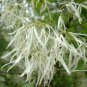 White Fringe Tree, Chionanthus virginicus, Seeds (Showy, Fragrant, Fall Color)