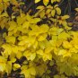 White Fringe Tree, Chionanthus virginicus, Seeds (Showy, Fragrant, Fall Color)