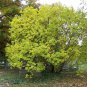 White Fringe Tree, Chionanthus virginicus, Seeds (Showy, Fragrant, Fall Color)