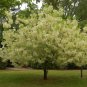 White Fringe Tree, Chionanthus virginicus, Seeds (Showy, Fragrant, Fall Color)