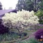 White Fringe Tree, Chionanthus virginicus, Seeds (Showy, Fragrant, Fall Color)