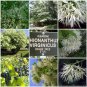White Fringe Tree, Chionanthus virginicus, Seeds (Showy, Fragrant, Fall Color)