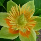 10 Tulip Tree, Liriodendron tulipifera, Tree Seeds (Fast, Showy Fall Color, Hardy) 10 Tulip Tree, Liriodendron tulipifera, Tree Seeds (Fast, Showy Fall Color, Hardy)