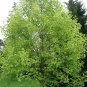 10 Tulip Tree, Liriodendron tulipifera, Tree Seeds (Fast, Showy Fall Color, Hardy)