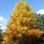 10 Tulip Tree, Liriodendron tulipifera, Tree Seeds (Fast, Showy Fall Color, Hardy)