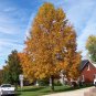 10 Tulip Tree, Liriodendron tulipifera, Tree Seeds (Fast, Showy Fall Color, Hardy)