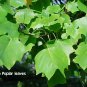 10 Tulip Tree, Liriodendron tulipifera, Tree Seeds (Fast, Showy Fall Color, Hardy)