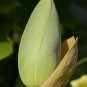 10 Tulip Tree, Liriodendron tulipifera, Tree Seeds (Fast, Showy Fall Color, Hardy)