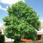10 Tulip Tree, Liriodendron tulipifera, Tree Seeds (Fast, Showy Fall Color, Hardy)