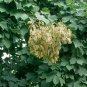 Chinese Parasol, Firmiana simplex, Tree Seeds (Exotic, Fast, Showy)