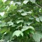 Chinese Parasol, Firmiana simplex, Tree Seeds (Exotic, Fast, Showy)