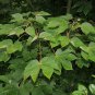 Chinese Parasol, Firmiana simplex, Tree Seeds (Exotic, Fast, Showy)