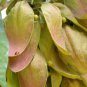 Chinese Parasol, Firmiana simplex, Tree Seeds (Exotic, Fast, Showy)