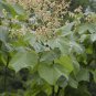 Chinese Parasol, Firmiana simplex, Tree Seeds (Exotic, Fast, Showy)