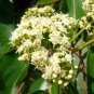 20 Japanese Raisin Tree, Hovenia dulcis, Tree Seeds (Hardy, Fragrant, Edible)