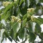 20 Japanese Raisin Tree, Hovenia dulcis, Tree Seeds (Hardy, Fragrant, Edible)