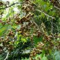 20 Japanese Raisin Tree, Hovenia dulcis, Tree Seeds (Hardy, Fragrant, Edible)