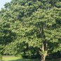20 Japanese Raisin Tree, Hovenia dulcis, Tree Seeds (Hardy, Fragrant, Edible)