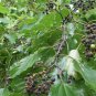 20 Japanese Raisin Tree, Hovenia dulcis, Tree Seeds (Hardy, Fragrant, Edible)