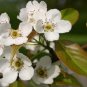 Chinese Pear, (Ussurian Pear), Pyrus ussuriensis, Tree Seeds (Fast, Fall Color)