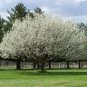 Chinese Pear, (Ussurian Pear), Pyrus ussuriensis, Tree Seeds (Fast, Fall Color)