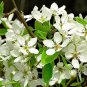 Chinese Pear, (Ussurian Pear), Pyrus ussuriensis, Tree Seeds (Fast, Fall Color)